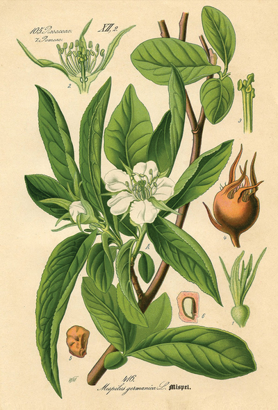 Mespilus