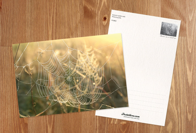 Autumn spider web 