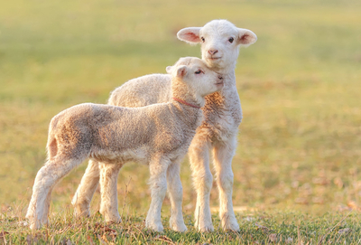 Two lambs