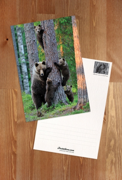 Bear family