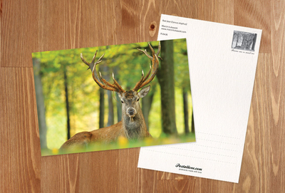 Red deer