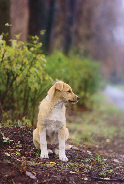 Puppy in the autumn park