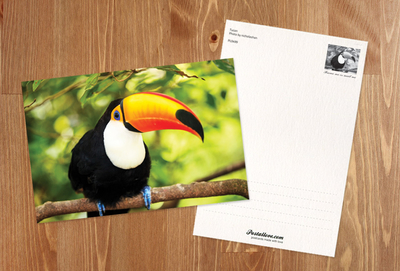 Toucan