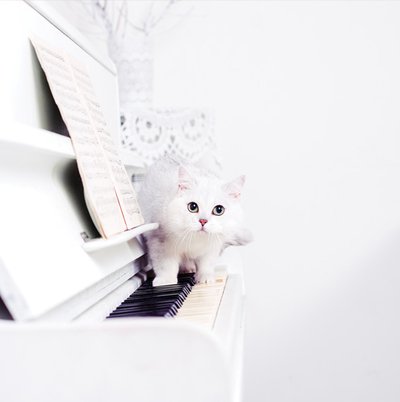 White cat on the piano