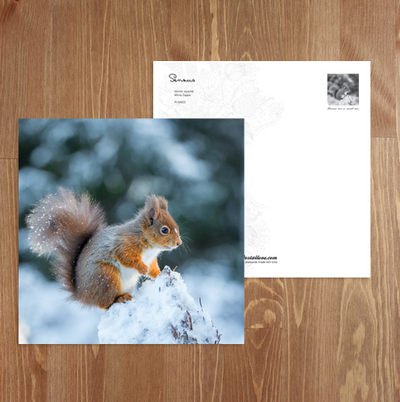 Winter squirrel