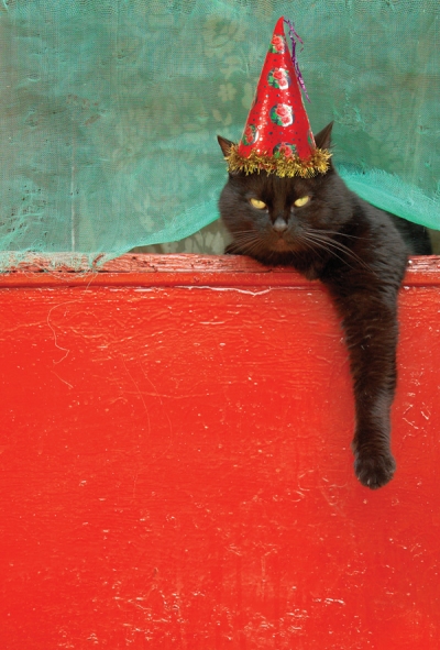 New Year Cat