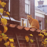 Agata Dobrzańska - Ginger cat