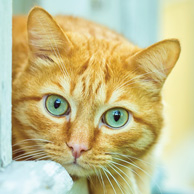 Bookmark - Ginger cat