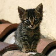 Bookmark - Kitten on the roof
