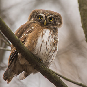 Eurasian pygmy owl