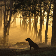 Dog sitting in the forest