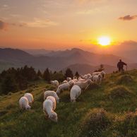 Shepherd
