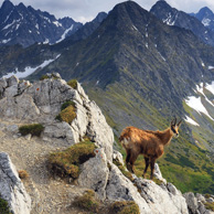 Tatra chamois