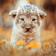 An African lion cub
