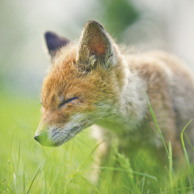 Fox in the grass