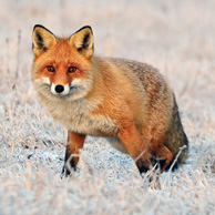 Red fox