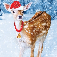 Christmas deer